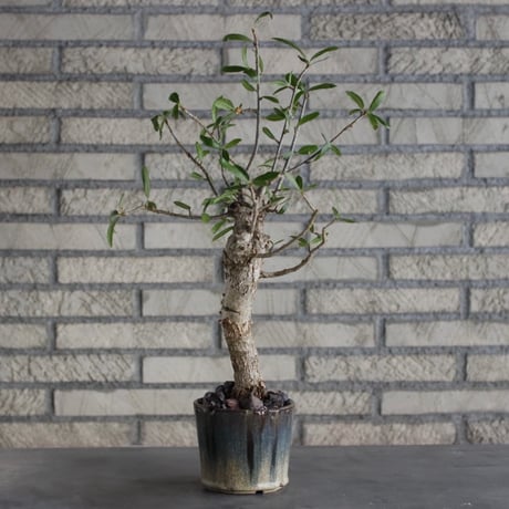 【芽の巣山】Commiphora lamii × 安西岳郎 / 中川智治 (4号)  no.823/2