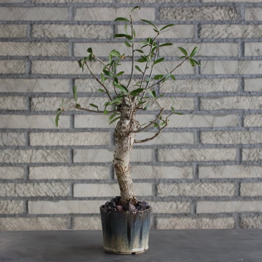 6a898b5c8ae178a291f6d424
