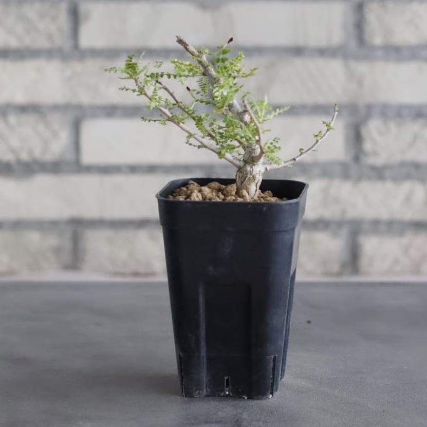 【セール】ボスウェリア　ネグレクタ　約3.5号鉢　No.005 Boswellia neglecta (3号鉢) no.705/104 | 芽の巣山