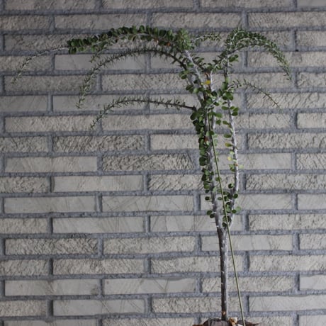 commiphora humbertii × N/OH (6.5号)  no.926/49