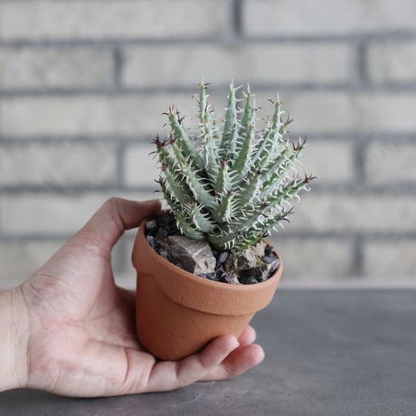 Aloe melanacantha ssp. var. erinacea  × YAMABACHI (3号)  no.712/26