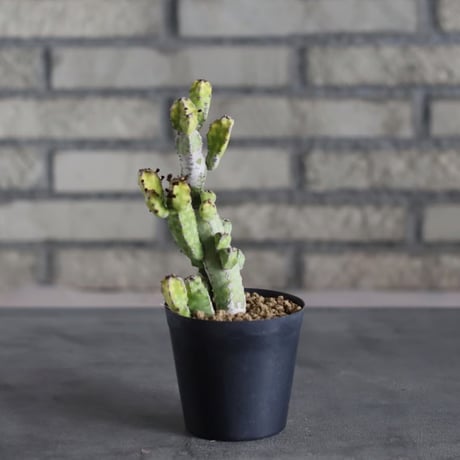Euphorbia pseudocactus 'lyttoniana' (3号)  no.719/145