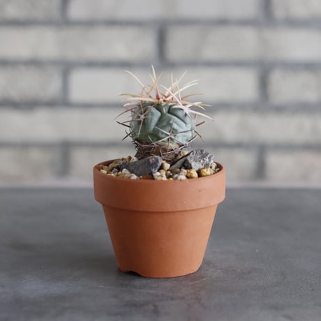 Thelocactus hexaedrophorus v. fossulatus (緋冠竜) × YAMABACHI (3号)  no.913/74