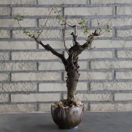 【芽の巣山】Commiphora boranensis × 安西岳郎 / 中川智治 (4号)  no.823/3