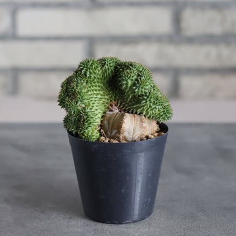 Euphorbia susannae f. crist. (3号鉢)  no.719/157