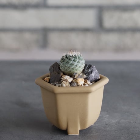 Strombocactus disciformis (菊水) × nos pot (2号)  no.712/36