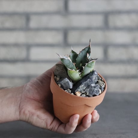 Agave sp. No.1 × YAMABACHI (3号)  no.906/50