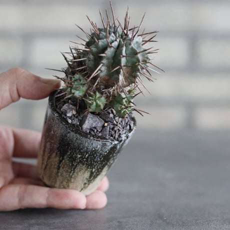 【芽の巣山】Euphorbia horrida (長刺ホリダ) × 安西岳郎 / 中川智治 (2.5号)  no.823/44