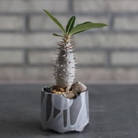 Pachypodium cactipes × N/OH (3号)  no.920/46