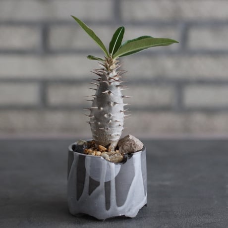 Pachypodium cactipes × N/OH (3号)  no.920/46
