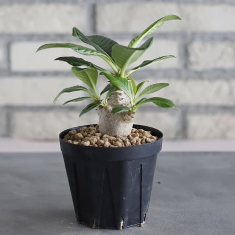 Pachypodium windsorii (3号鉢)  no.705/111