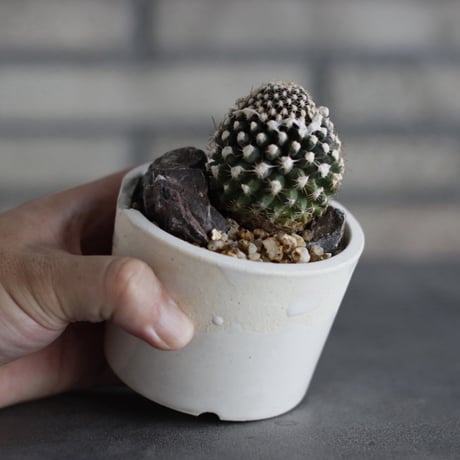 Copiapoa tenuissima × N/OH (3号)  no.920/24