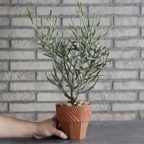 Euphorbia enterophora  × N/OH(4号)  no.906/1