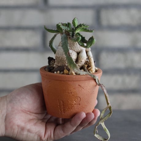 Euphorbia stellata (飛竜) × N/OH (3号)  no.920/19