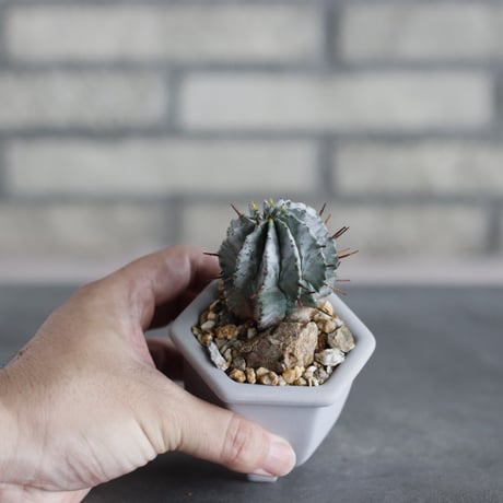 Euphorbia horrida × nos pot (2号)  no.712/34