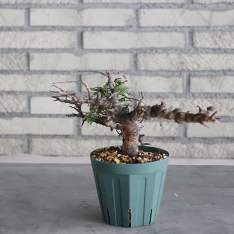 Commiphora sp. Eyl (4号)   no.830/49