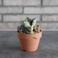 Agave titanota sp. No.1 × YAMABACHI (3号)  no.712/25