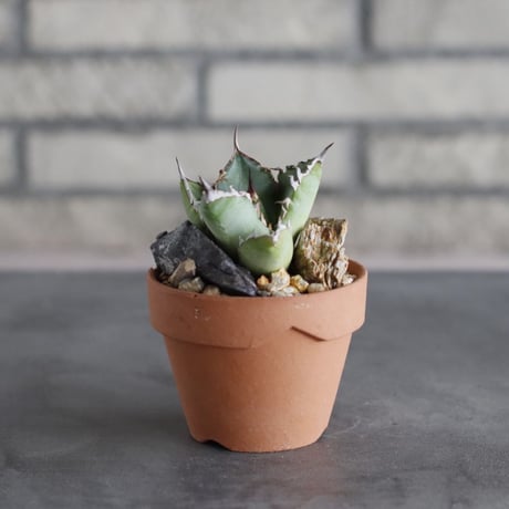 Agave titanota sp. No.1 × YAMABACHI (3号)  no.712/25