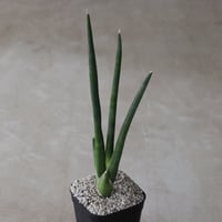【tres】Sansevieria erythracae (3号)  no.816/48