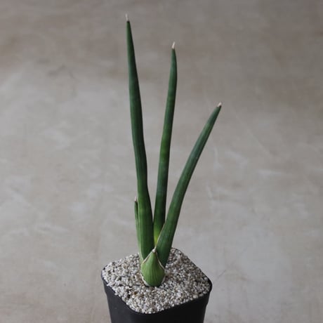 【tres】Sansevieria erythracae (3号)  no.816/48