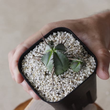 【tres】Euphorbia pillansii (3号)  no.816/23