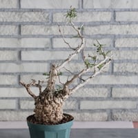 Operculicarya pachypus (4.5号)   no.830/42
