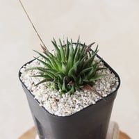 【tres】Haworthia variegata (3号)  no.816/9