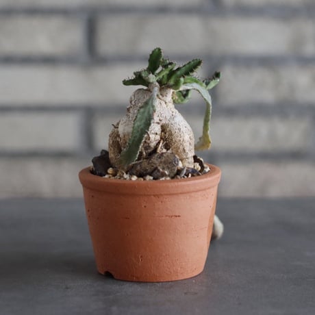 Euphorbia stellata (飛竜) × N/OH (3号)  no.920/19