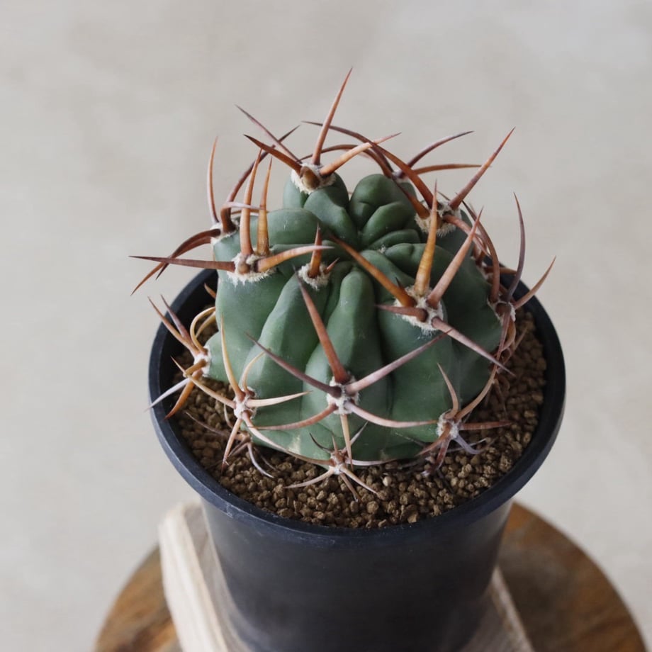 6a810fb57a275c138c8b4c1c