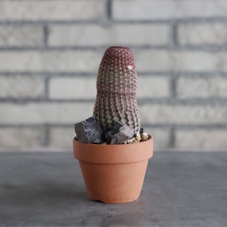 Echinocereus 紫太陽 × YAMABACHI (3号)  no.906/52