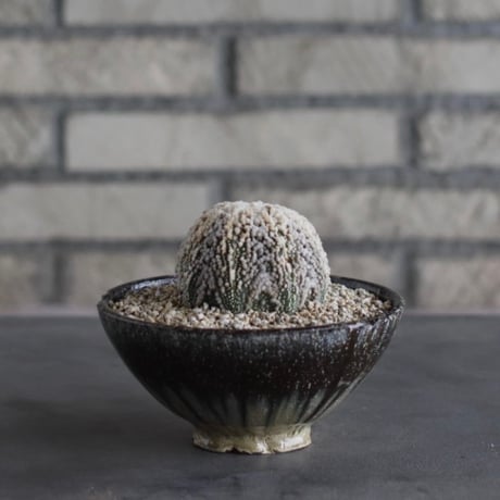 【TAKATAKA】Astrophytum asterias (花園兜) × 安西岳郎 / 中川智治 (4.5号)  no.823/8