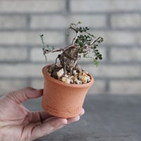 Operculicarya pachypus × N/OH (2.5号)  no.906/57