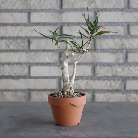 Aloiampelos ciliaris (2.5号) ＋YAMABACHI  no.830/7