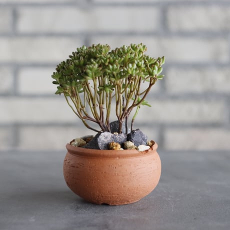 N/OH-TERRACOTTA MIX × Aeonium sedifolium / 小人の祭 (3号) no.730/6