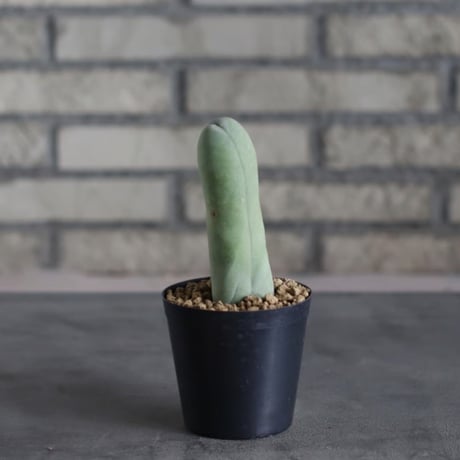 Trichocereus macrogonus f. monst (3号)  no.719/152