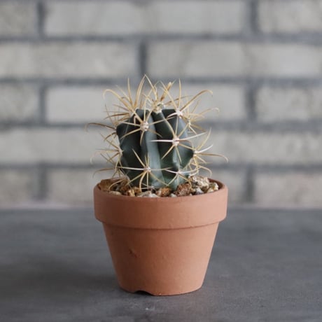 Ferocactus chrysacahthus (金冠竜) × YAMABACHI var. N/OH (3号)  no.906/47