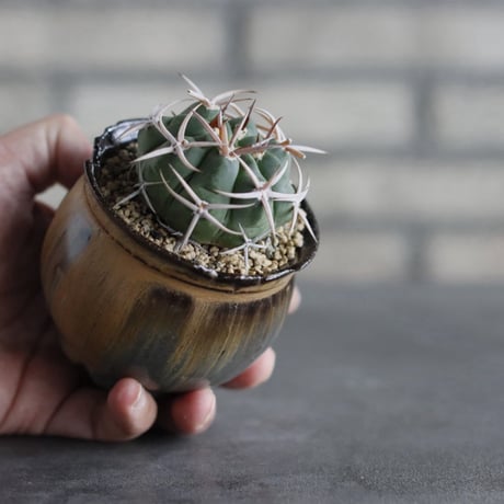 【TAKATAKA】Gymnocalycium hybopleurum v. ferocior × 安西岳郎 / 中川智治 (3号)  no.823/39