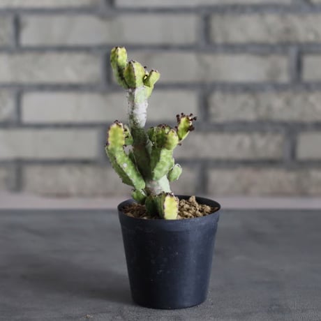 Euphorbia pseudocactus 'lyttoniana' (3号)  no.719/145