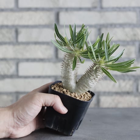 Pachypodium Inopinatum (3号鉢)  no.705/122