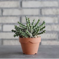 Euphorbia ramulosa × YAMABACHI (3号) no.927/60