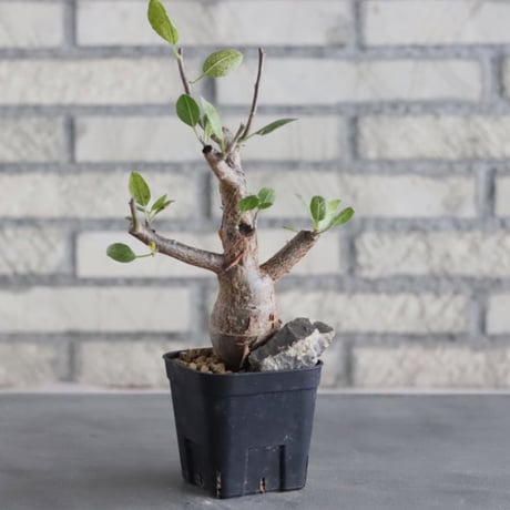 Bursera schlectendalii (3号鉢)  no.705/97