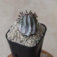 【tres】Euphorbia polygona var. nivea 'SnowFlake' (3号)  no.816/22