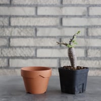 Bursera copallifera (2.5号) ＋YAMABACHI  no.830/37