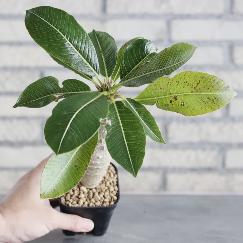 Pachypodium baronii (3号鉢) no.705/107 | 芽の巣山