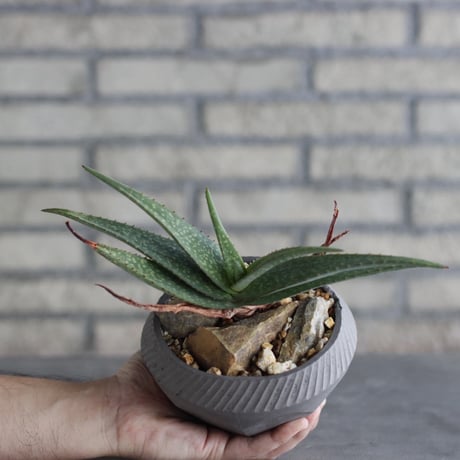 Aloe lavranosii × N/OH (4号)  no.920/15