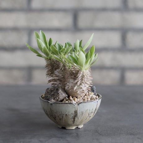 【The One】Pachypodium eburneum × 安西岳郎 / 中川智治 (3)  no.823/37