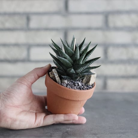 Haworthia limifolia × YAMABACHI (3号)  no.906/48