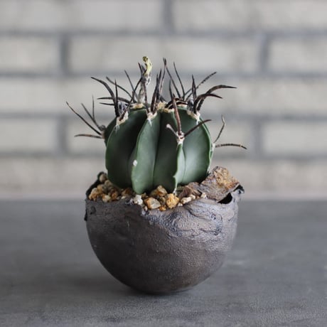 Astrophytum capricorne  (黒刺水牛大鳳玉) × takero pot (3.5号)  no.920/36