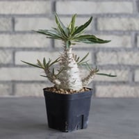 Pachypodium gracilius (3号鉢)  no.705/114