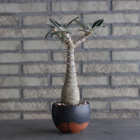 Pachypodium cactipes × N/OH (3.5号)  no.920/10